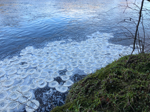 BBC weather pictures of Ice pancakes on the river tyne
