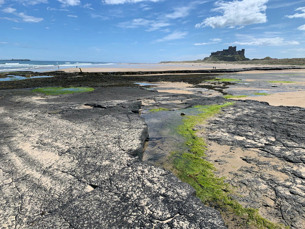 A view of Bamburgh Castle from a rocky shoreline with bright green seaweed on the shoreline. 