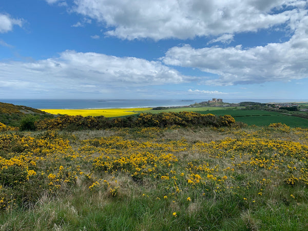 Bamburgh Castle with Yellow fields of oil seeed rape in the landscape. This is the view over the golf course from the North side. Colourul yellow gourse flowers pepper the foreground. 