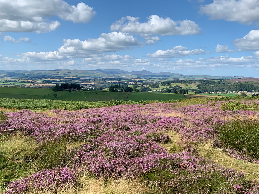 Northumberland Landscape