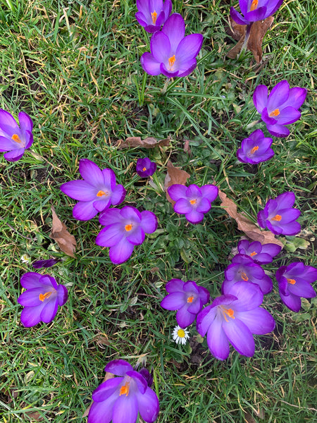 Crocus flower garden