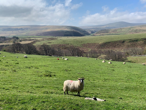 Walk to Linhope Spout waterfall Northumberland