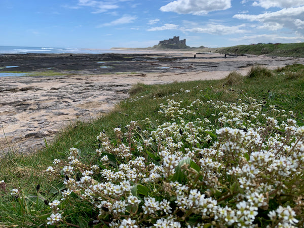 Bamaburgh Castle Beach in Noerthumberland