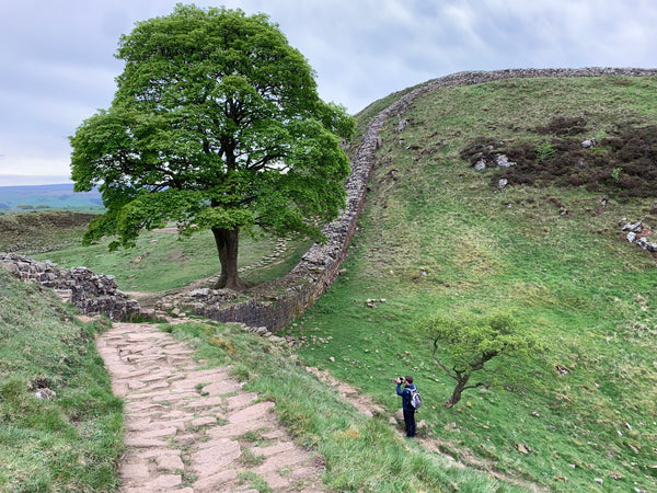 Sycamore Gap Tree on the path to Hadrians Wall