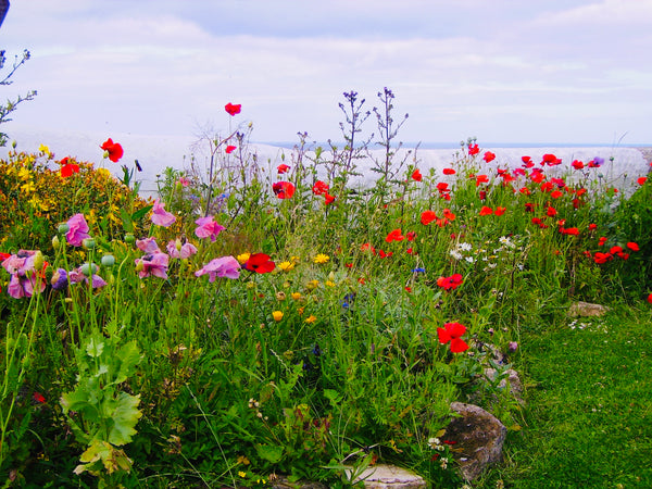 Wildflowers at Souter