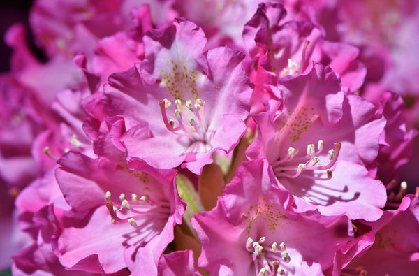 Rhododendron