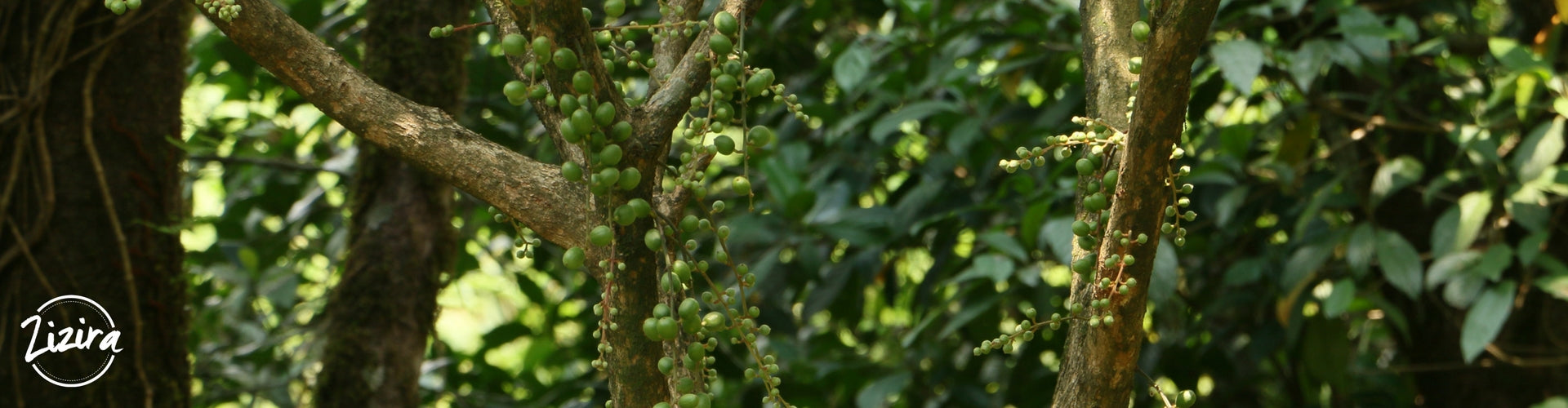 Get to know Sohramdieng or Burmese Grape - an exotic fruit