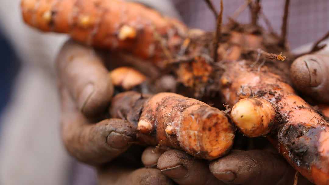 Lakadong Turmeric