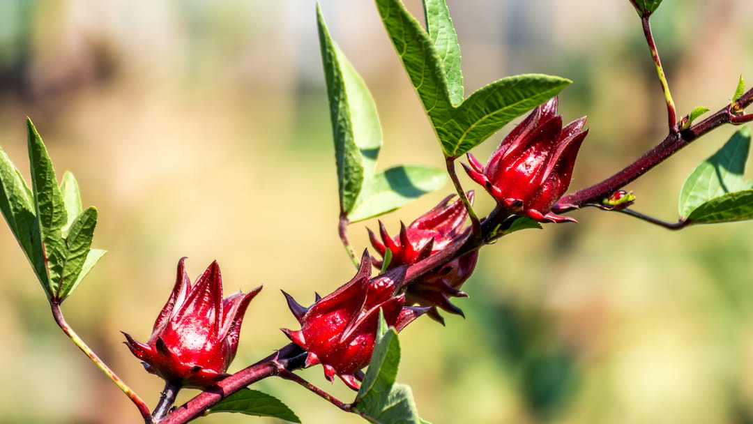 Roselle hibiscus flower