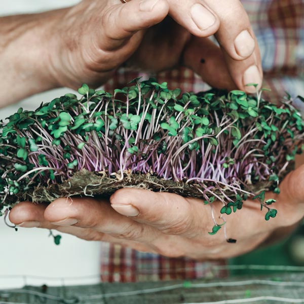 Microgreens are young plants that can be easily grown at home!