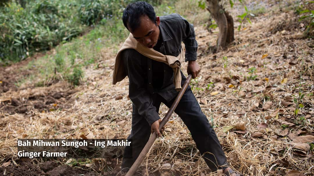 Ing Makhir Ginger Farmer