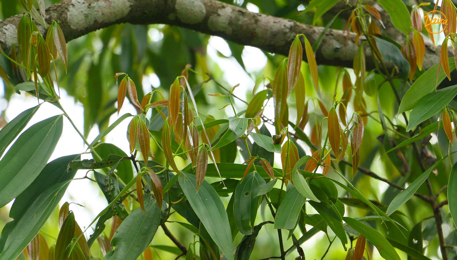 bay leaf grown in Meghalaya, Northeast India