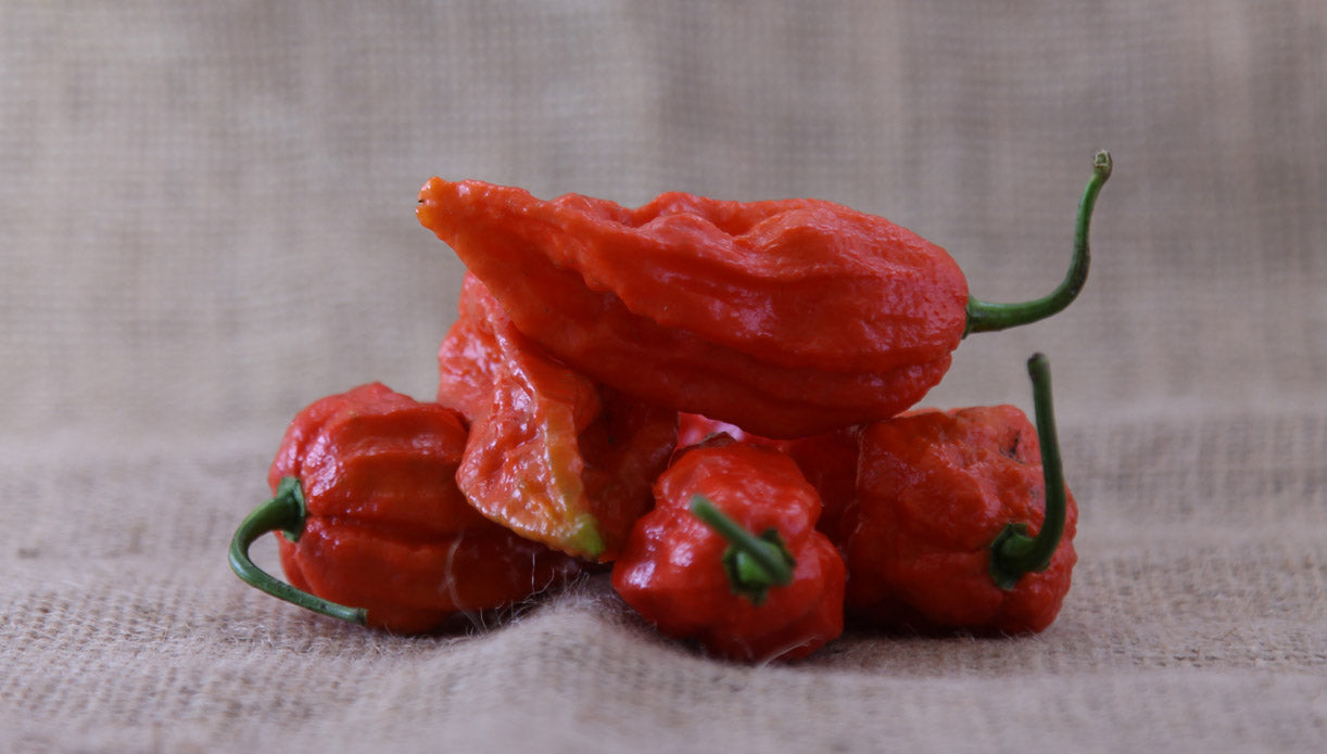 Bhut Jolokia