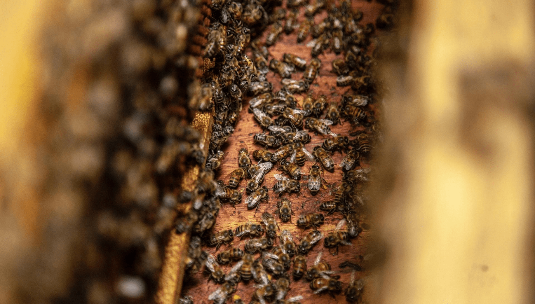 Honey bees around a Ksing