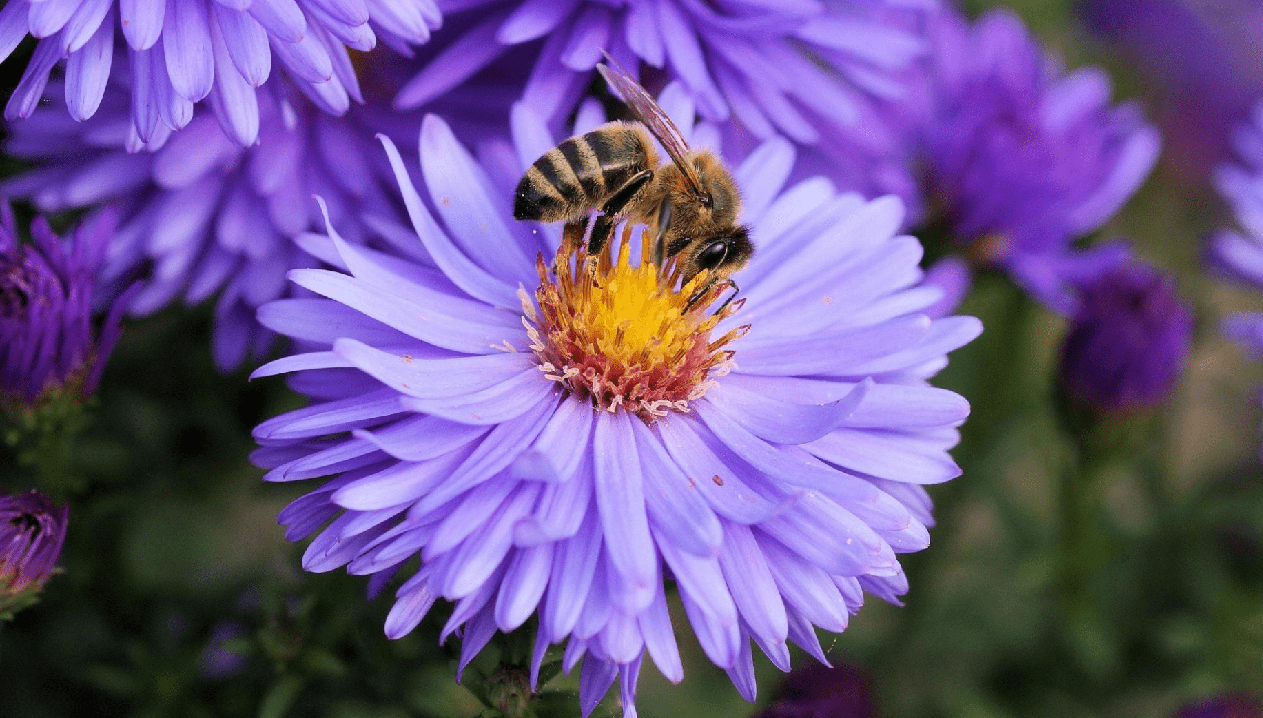 Floral plants attracting bees