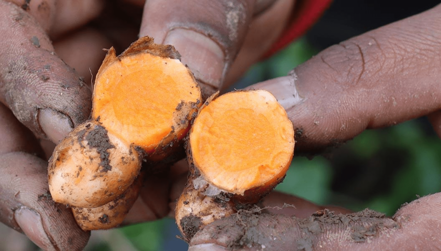 Lakadong Turmeric from Meghalaya