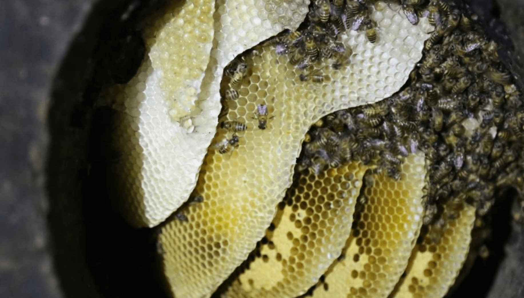 Unadulterated honey from Meghalaya