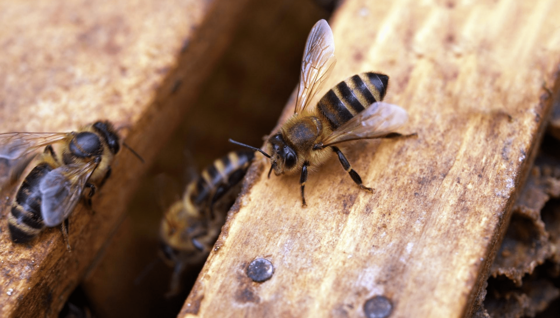 Bees around a Ksing- a traditional beehive used in Meghalaya