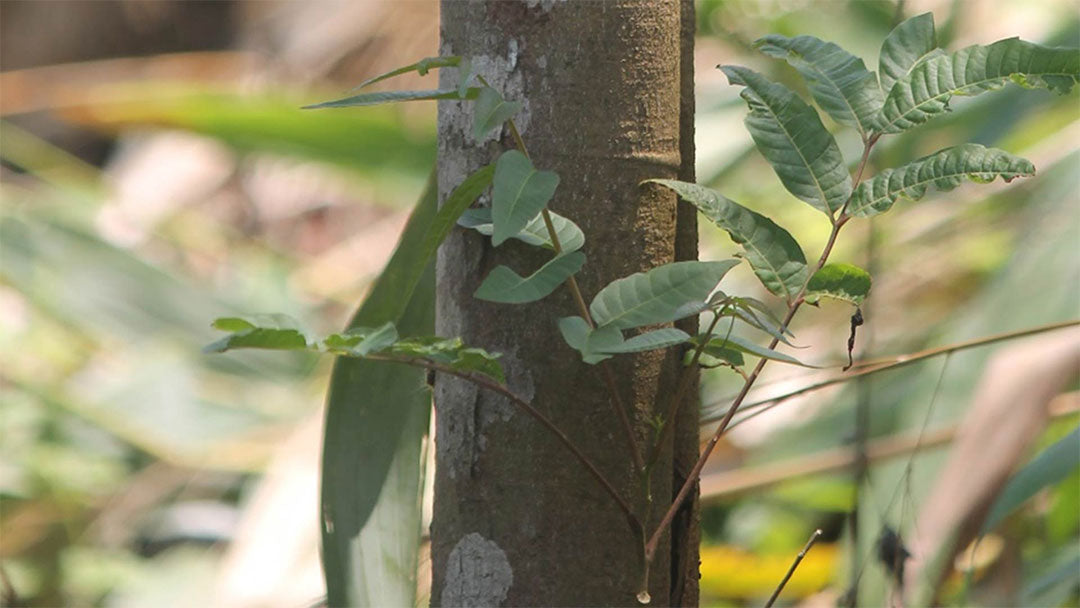 cinnamon tree