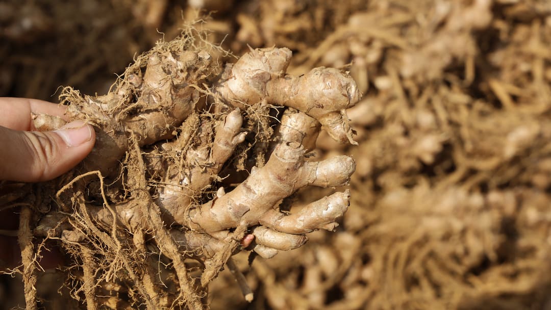 Ing Makhir Ginger from Meghalaya