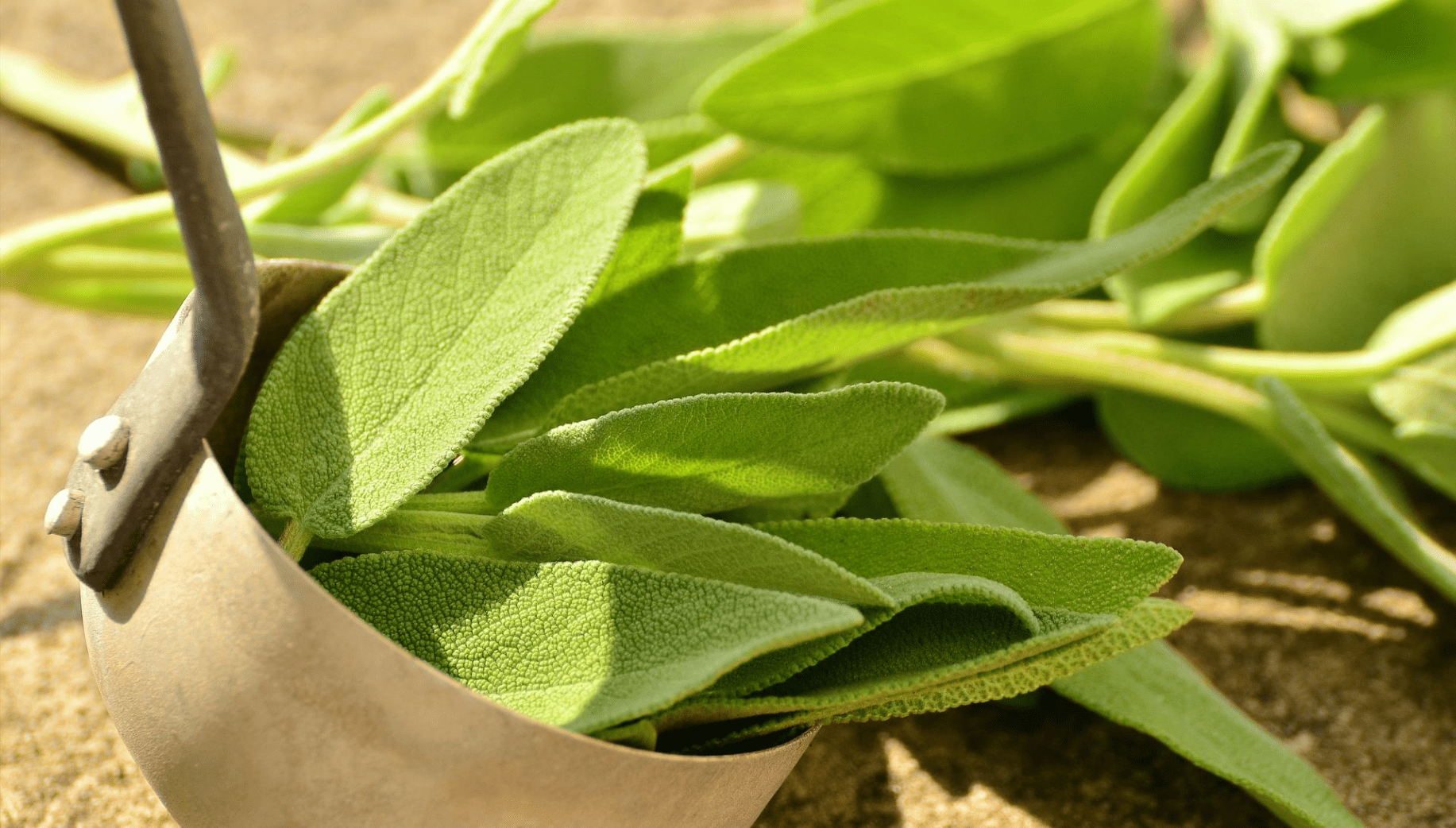 Sage plant from Meghalaya