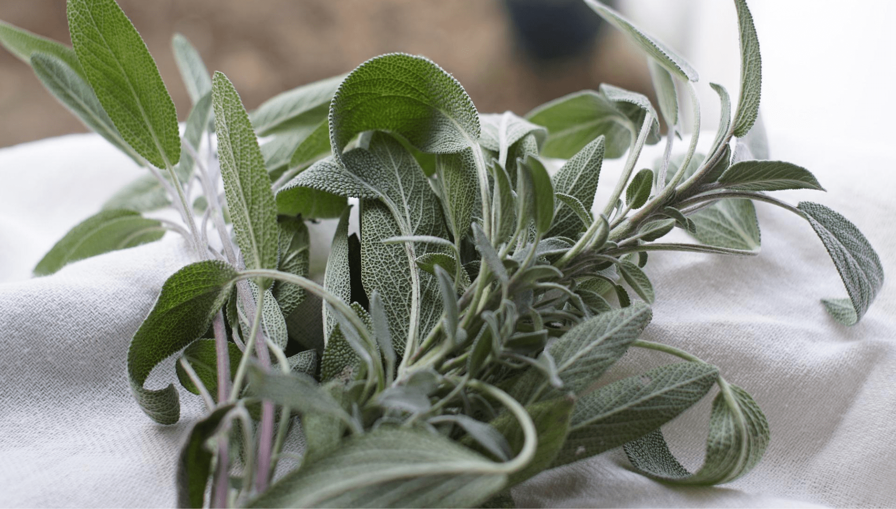 Sage plants commonly found in Meghalaya