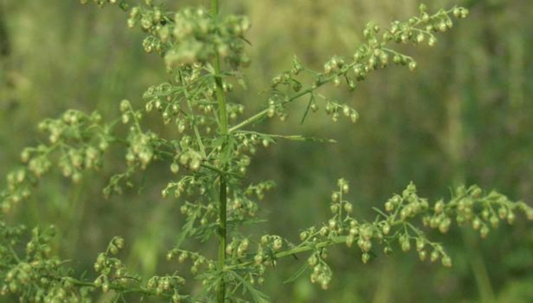 Artemisia Annua plant found in Meghalaya