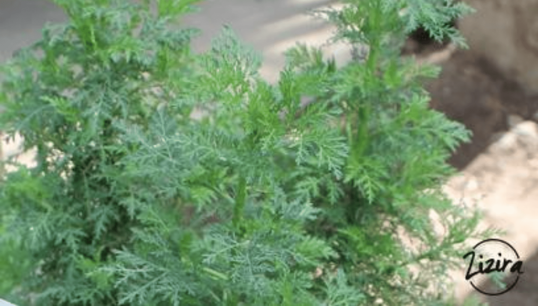 Artemisia Annua plants growing in a Meghalaya home