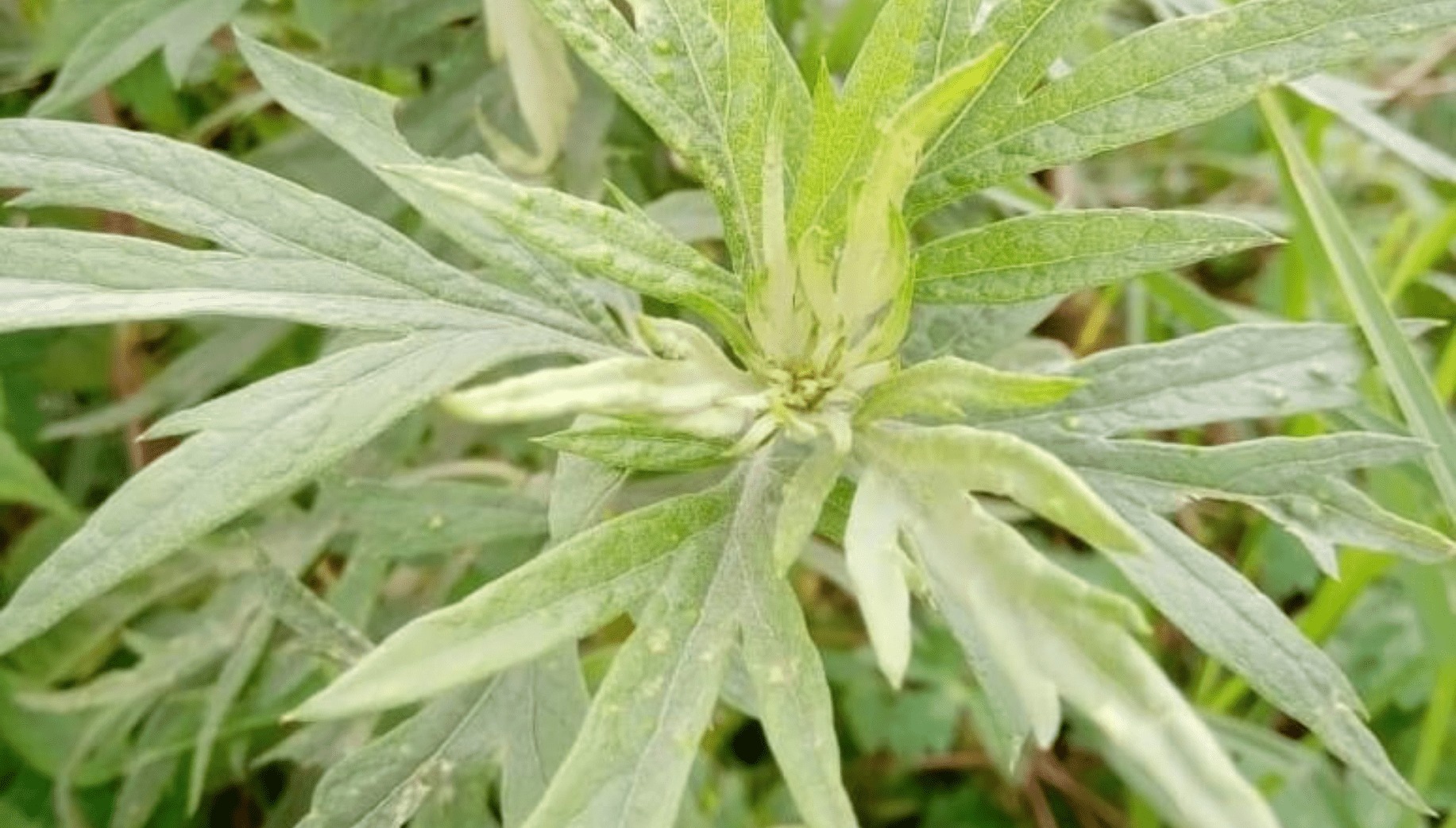 Artemisia Vulgaris also found commonly in Meghalaya