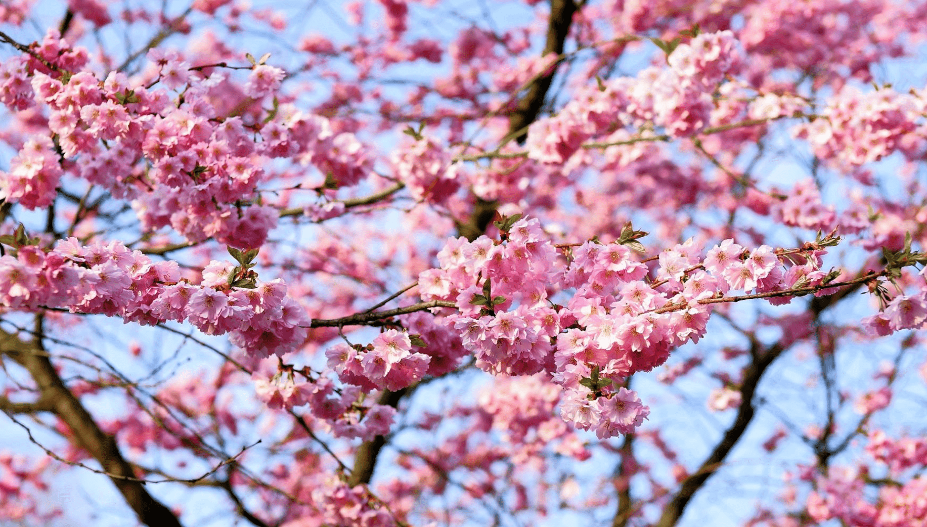 Cherry blossom tree in  Meghalaya