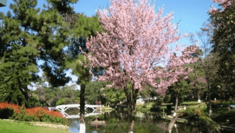 Cherry blossom tree in Ward's lake Shillong