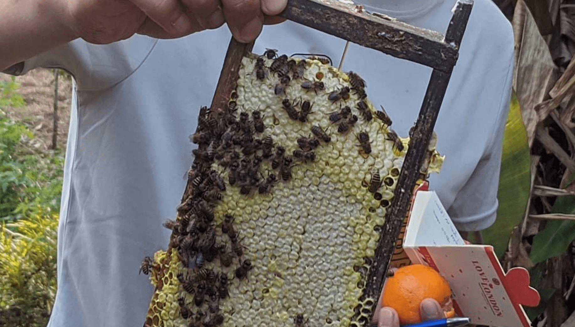 Raw honey from Meghalaya