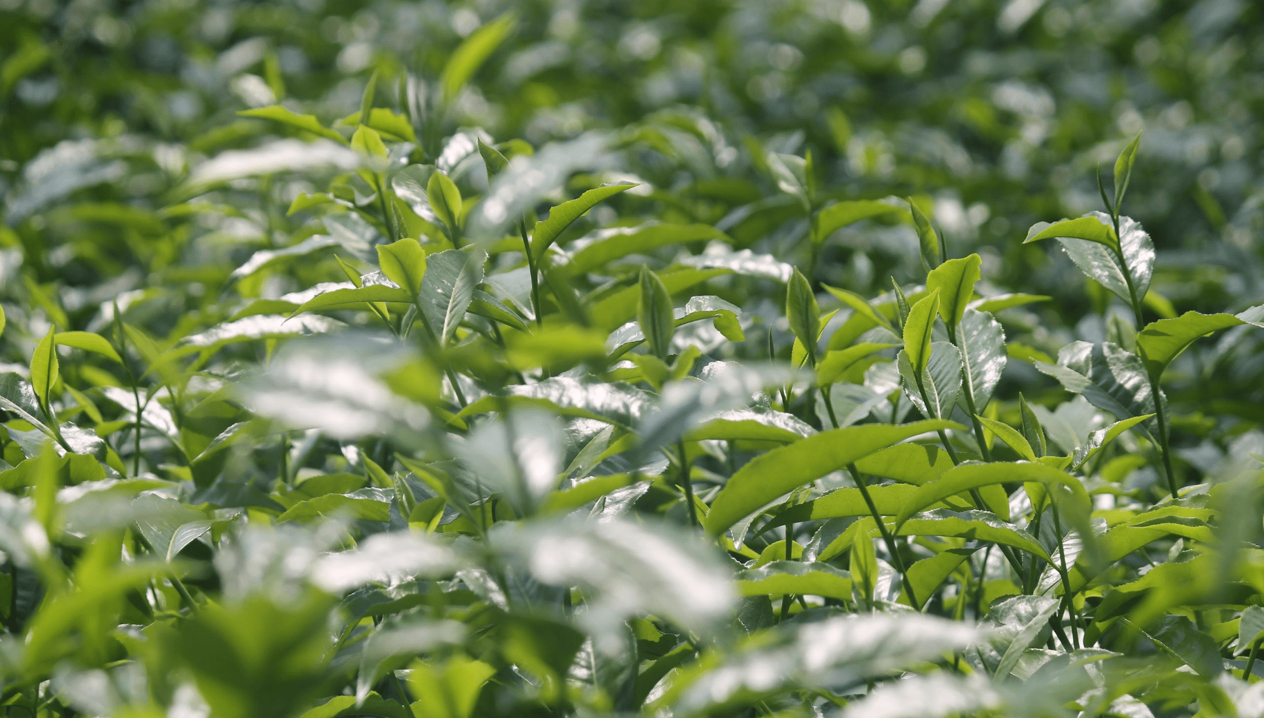 Green tea leaves from Meghalaya