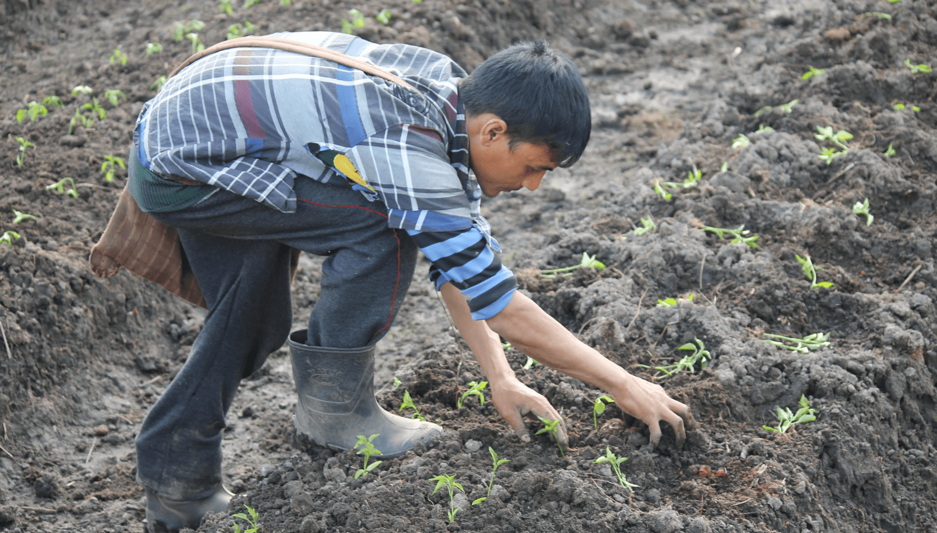 Farmer from Meghalaya planting Chili in his field