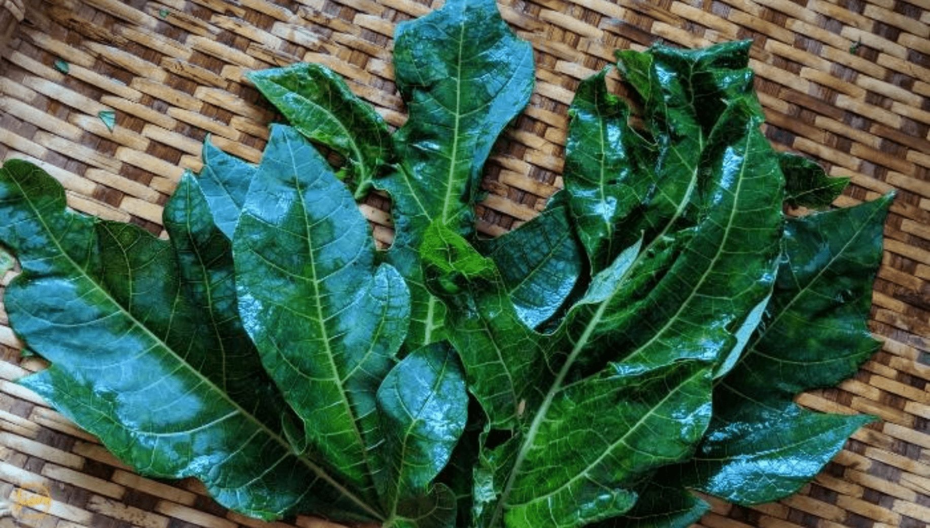 Leaves of papaya fruit