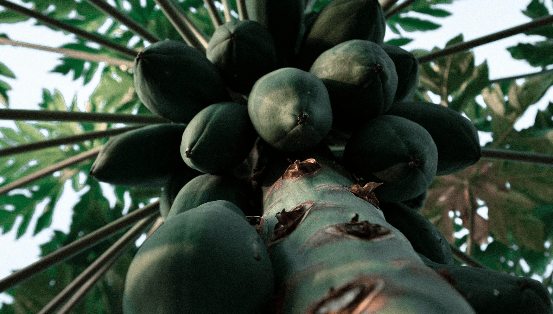 Papaya fruit