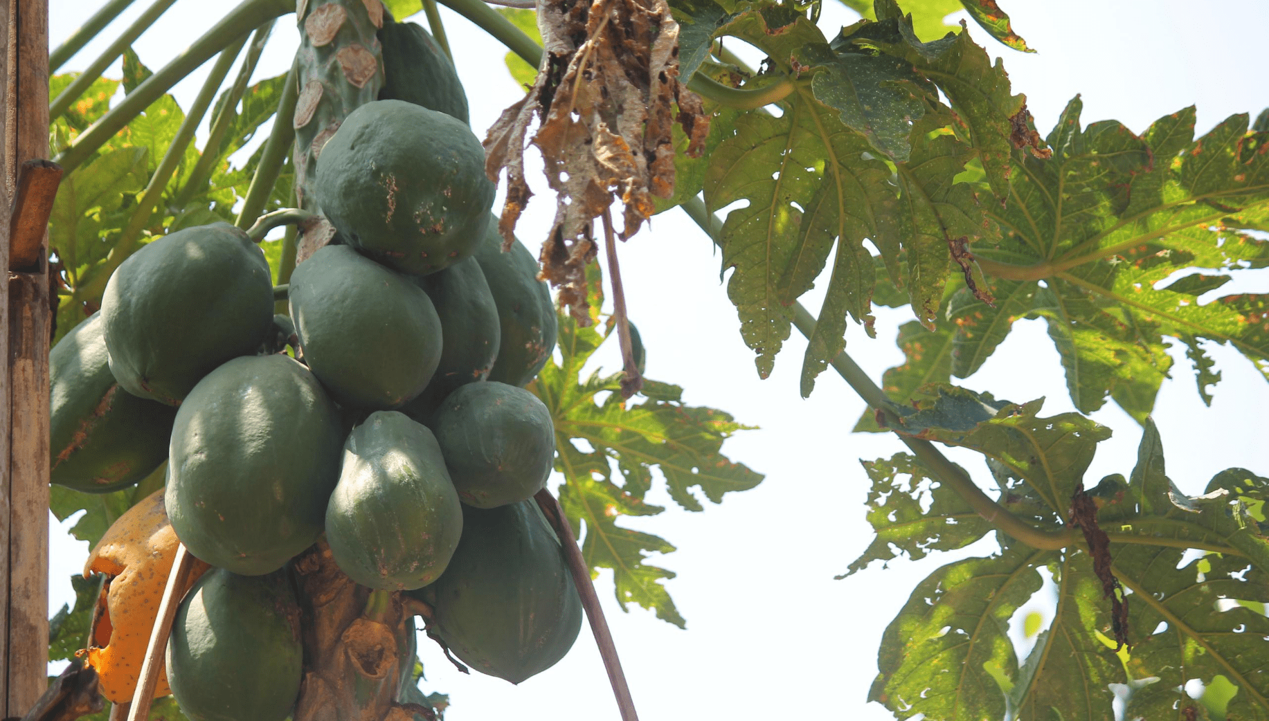 Papaya tree in Meghalaya
