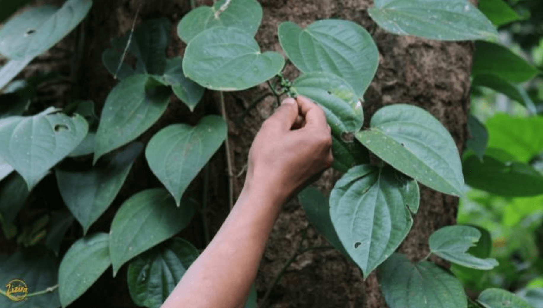 Black pepper plant leaves