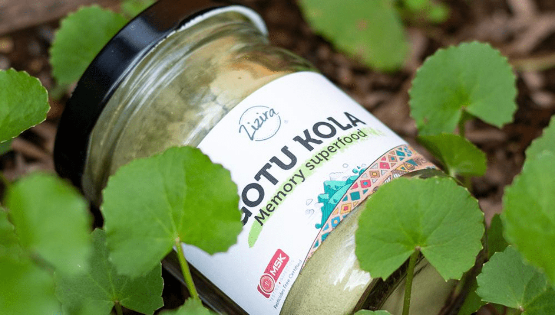 Gotu Kola from Meghalaya