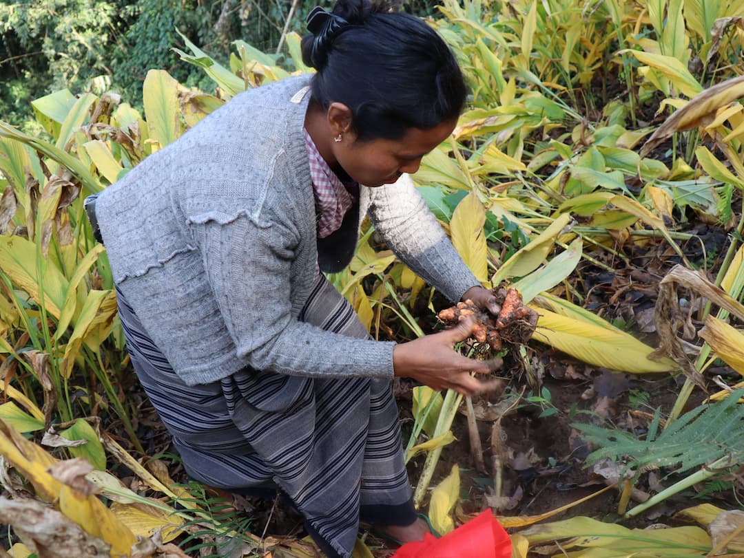 Lady farmer taking lakadong turmeric from ground