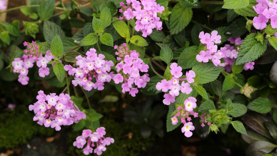 Lantana Camara