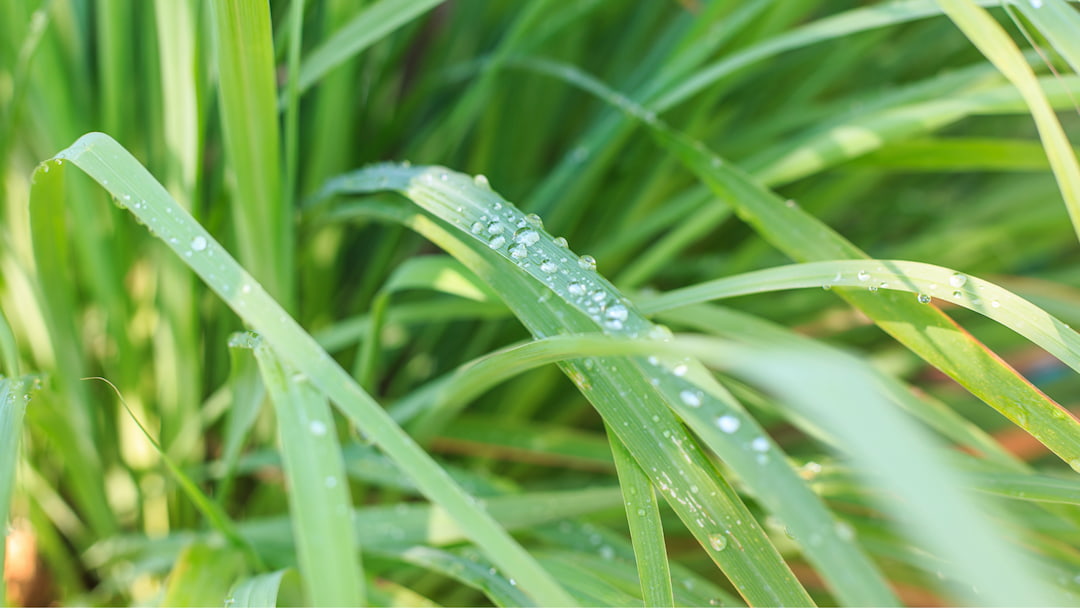 Lemon grass plant benefits