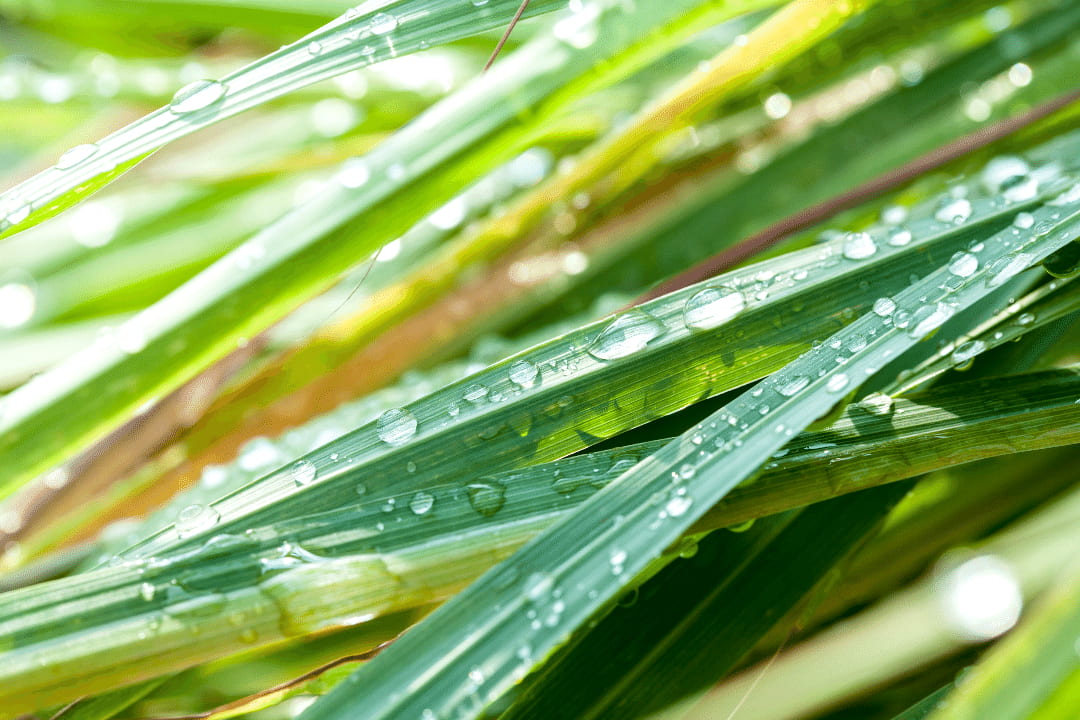 Lemongrass a Grass for Food, Mood and Healing - Multiple Health Benefits