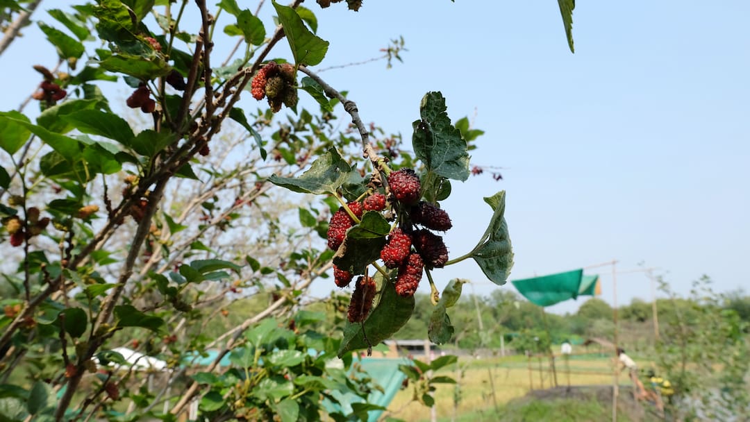 Mulberry fruit (Shahtoot)