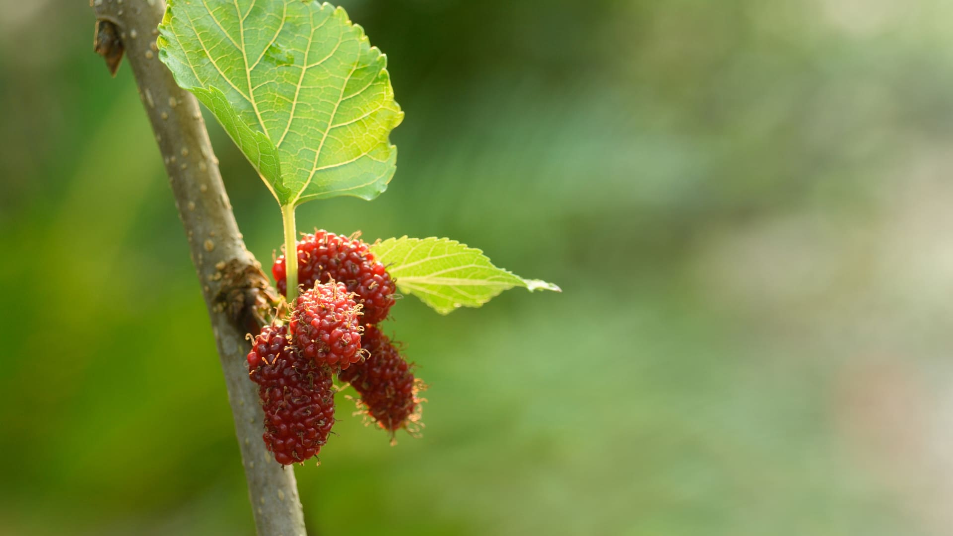Health Benefits of Mulberry fruit (Shahtoot)
