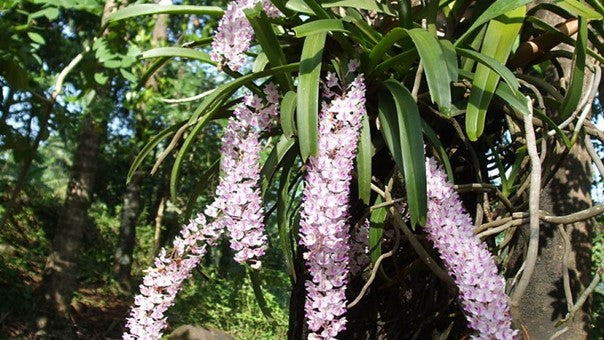 wild Anteri flower - Arunachal Kiwi fruit