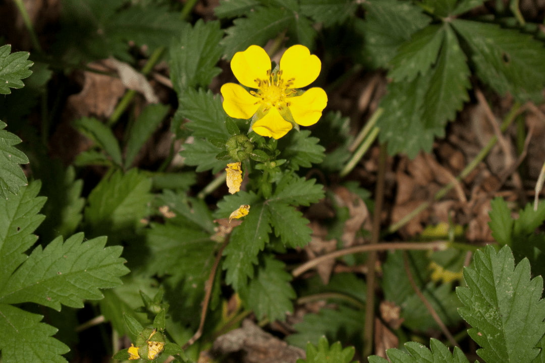 Potentilla Fulgens flower