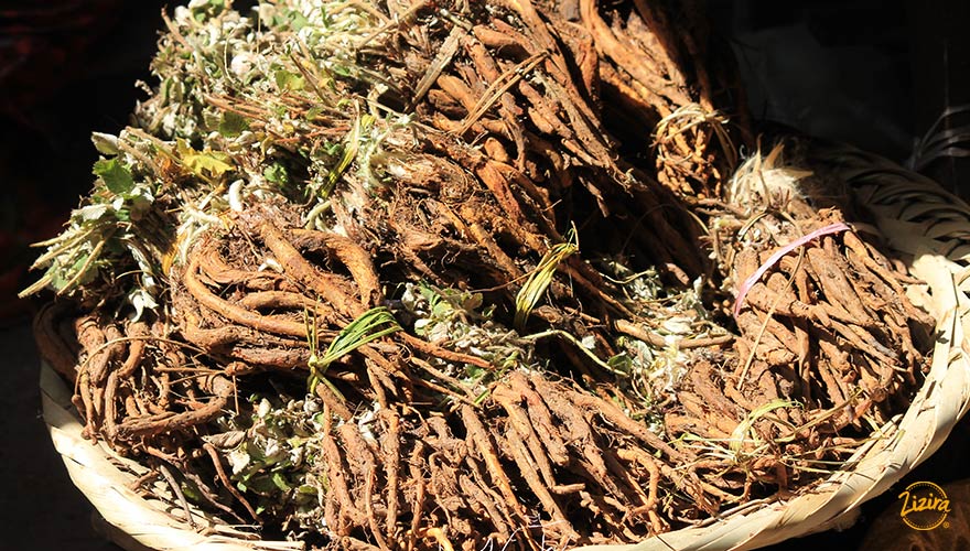 Potentilla Fulgens root