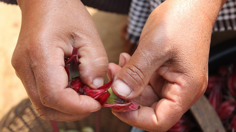 Roselle Flower