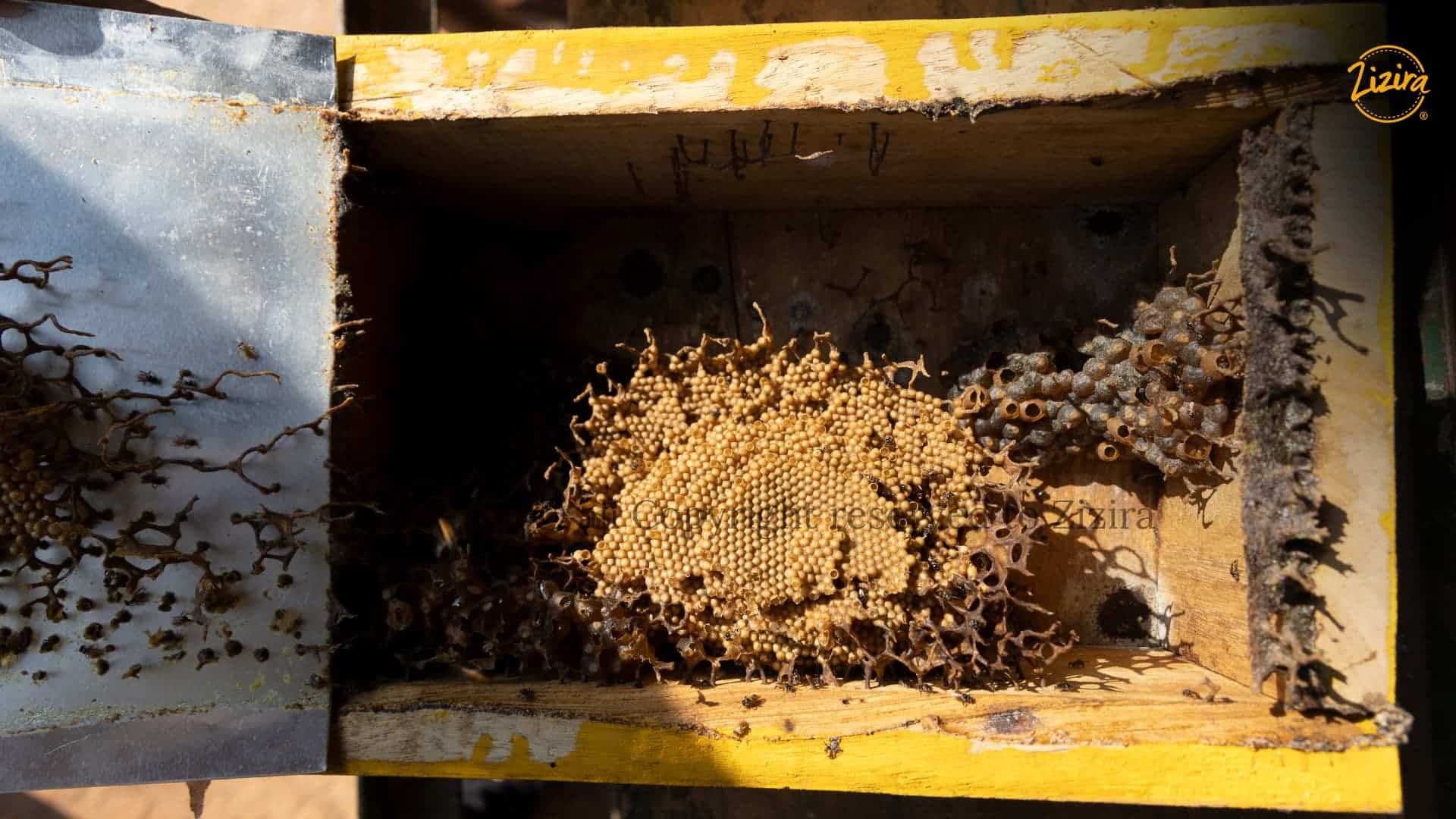 Stingless Bee Honey 